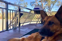 WHB INSTAGRAM POSTS - Pets Welcome (2)
